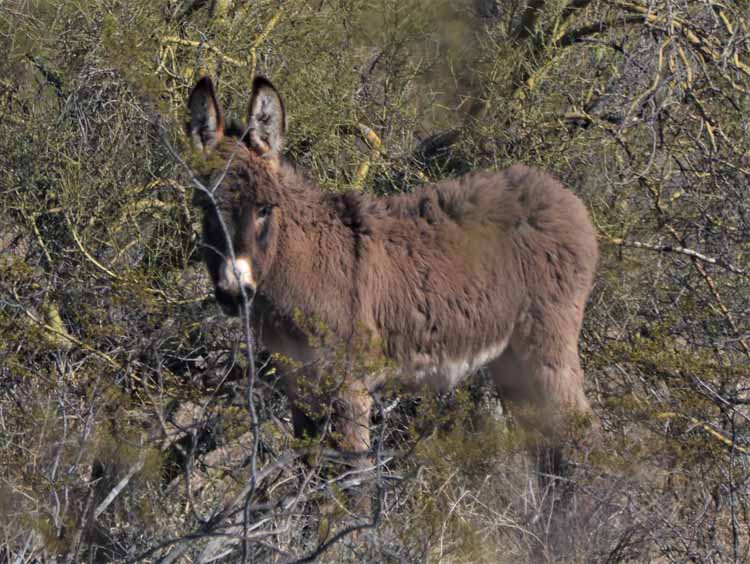donkey